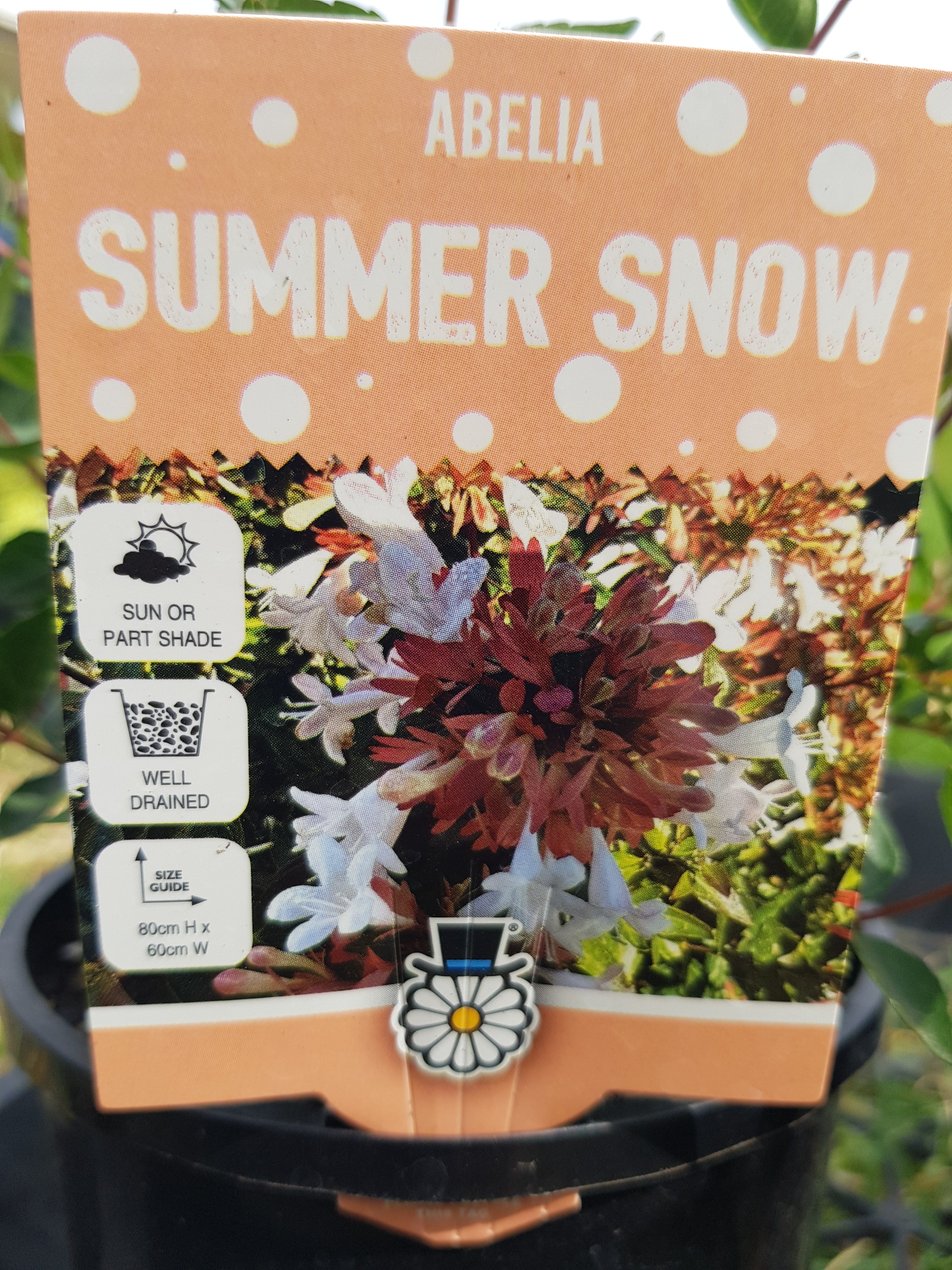 Abelia - Summer Snow - One Red Hill